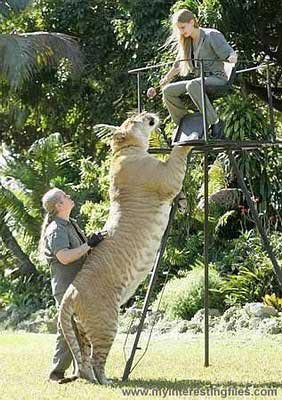 Picture 5 of Tiger - lion: 'Hero of the moment'