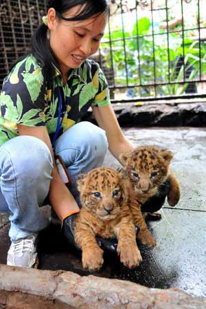 Picture 6 of Tiger - lion: 'Hero of the moment'