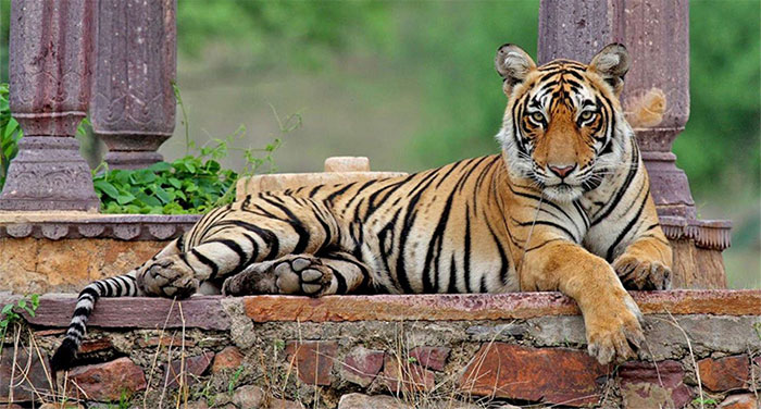 Picture 1 of 'Tiger Queen' Machli: alone kill alligators, losing their canines still defeating the male tiger