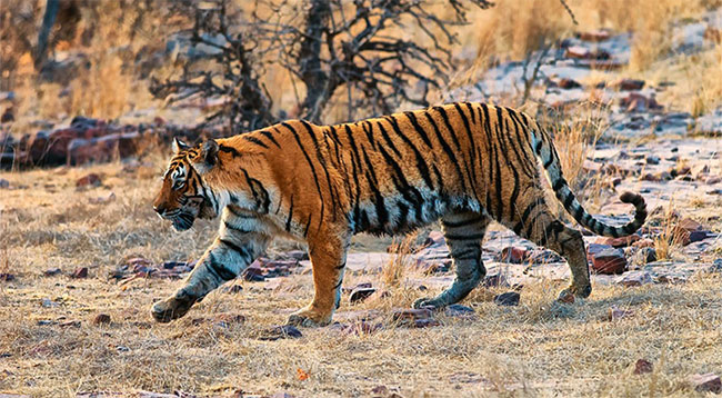 'Tiger Queen' Machli: alone kill alligators, losing their canines still ...