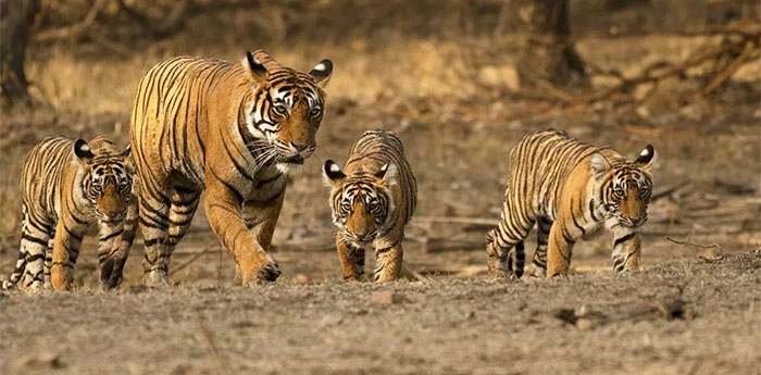 Picture 3 of 'Tiger Queen' Machli: alone kill alligators, losing their canines still defeating the male tiger