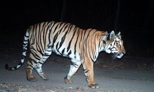 Picture 1 of Tiger set a record of more than 1,300km in 5 months