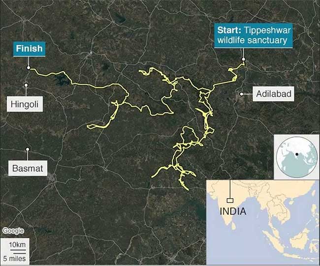 Picture 2 of Tiger set a record of more than 1,300km in 5 months