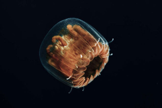 Tiny 'cannibal' monsters invaded many American beaches images 3
