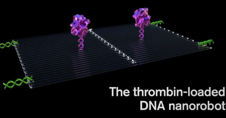 Picture 2 of Tiny DNA robot that destroys cancer according to tactics