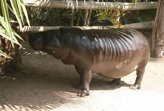 Picture 4 of Tiny hippopotamus, a mysterious little-known animal