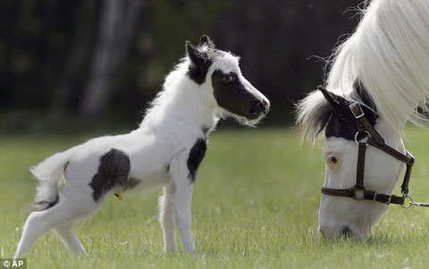 Picture 1 of Tiny horses were born in England