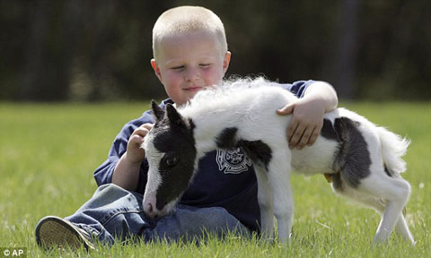 Picture 2 of Tiny horses were born in England
