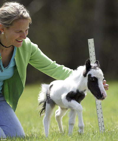 Picture 3 of Tiny horses were born in England