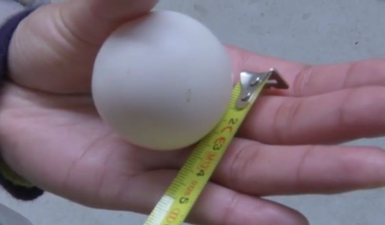 Picture 2 of Tiny, oddly shaped but this chicken egg can sell for 15 million VND