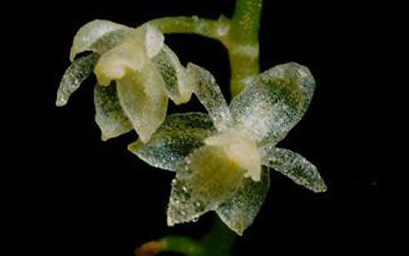 Picture 1 of Tiny orchid flowers