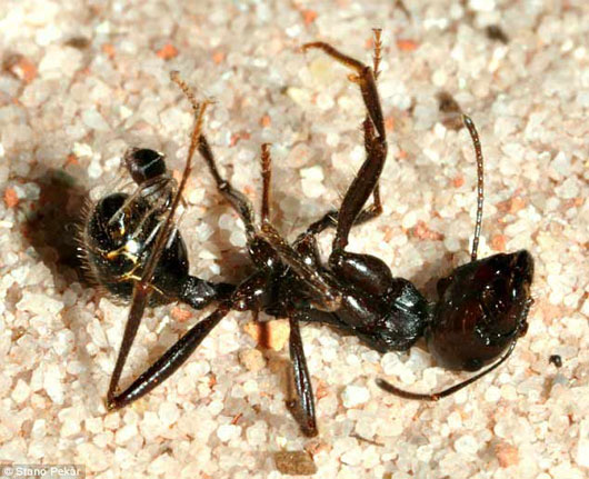 Picture 1 of Tiny spider launching
