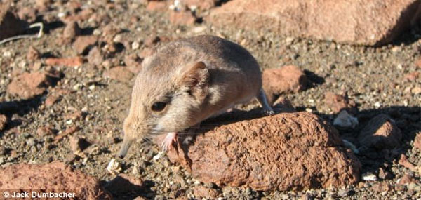 Picture 3 of Tiny strange creatures, hybrid mouse breeds elephants