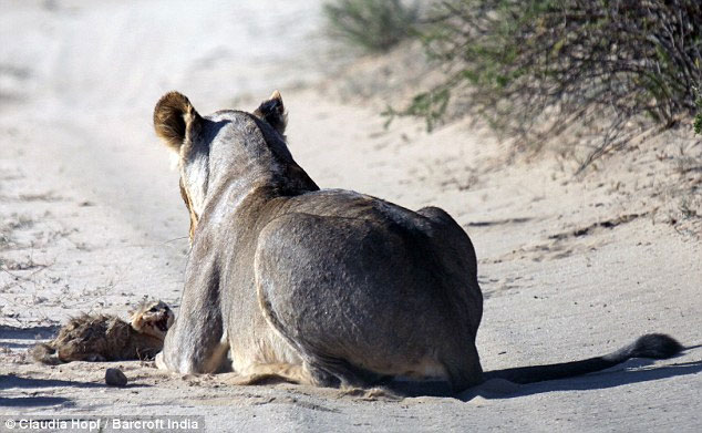 Picture 1 of Tiny wild cat resilient to female lion lions