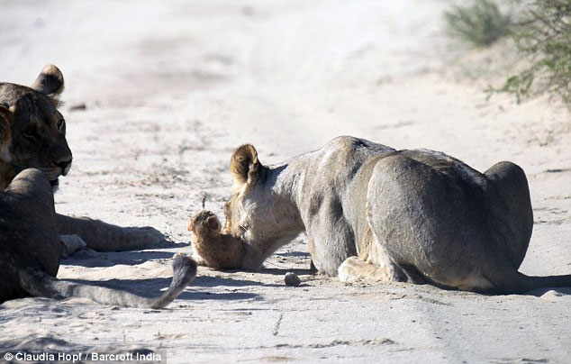Picture 10 of Tiny wild cat resilient to female lion lions