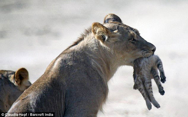 Picture 11 of Tiny wild cat resilient to female lion lions