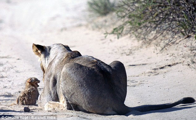 Picture 2 of Tiny wild cat resilient to female lion lions
