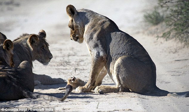 Picture 3 of Tiny wild cat resilient to female lion lions
