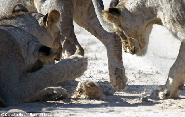 Picture 4 of Tiny wild cat resilient to female lion lions