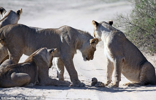 Picture 5 of Tiny wild cat resilient to female lion lions