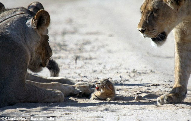 Picture 6 of Tiny wild cat resilient to female lion lions