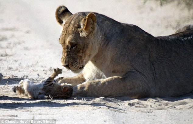 Picture 7 of Tiny wild cat resilient to female lion lions