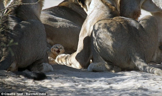 Picture 8 of Tiny wild cat resilient to female lion lions