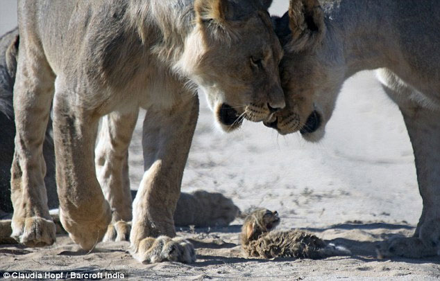 Picture 9 of Tiny wild cat resilient to female lion lions