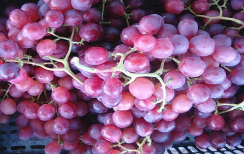 Picture 4 of Tips for choosing safe, non-chemical fruits