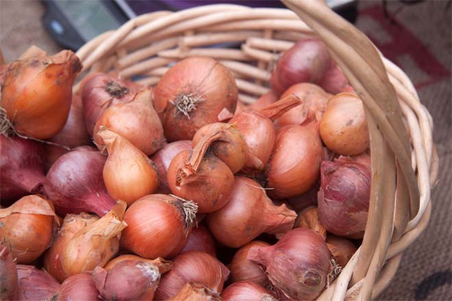Picture 1 of Tips for planting onion leaves are so fast that you don't need the soil, you are free to pick your hands and feet