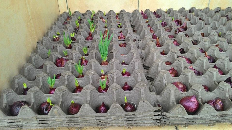 Picture 3 of Tips for planting onion leaves are so fast that you don't need the soil, you are free to pick your hands and feet