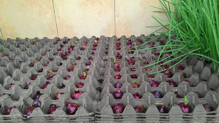 Picture 4 of Tips for planting onion leaves are so fast that you don't need the soil, you are free to pick your hands and feet