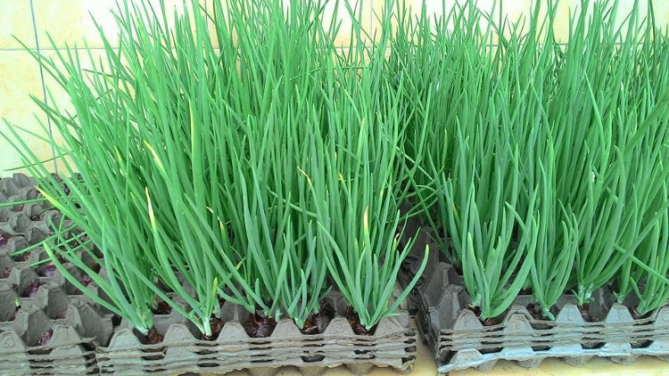 Picture 5 of Tips for planting onion leaves are so fast that you don't need the soil, you are free to pick your hands and feet
