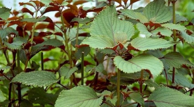 Picture 3 of Tips or cure for flu without taking antibiotics