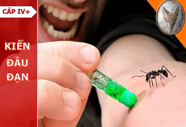 Picture 6 of To be bitten more than 1,000 times, the scientist completed the 'Insect Pain Pain Scale'
