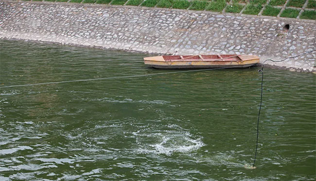 Picture 7 of To Lich River suddenly turns green after receiving water from West Lake