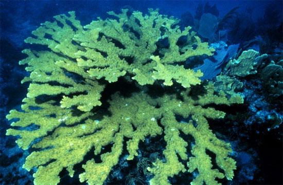 Picture 1 of To protect the coral at sea, fight deforestation!