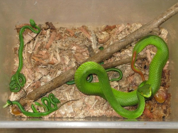 Picture 4 of To what extent is the red-tailed snake snake?