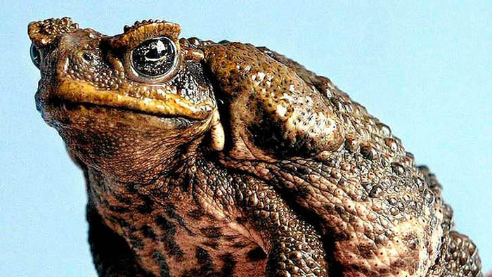 Toad Cane The Worlds Largest Toad Species