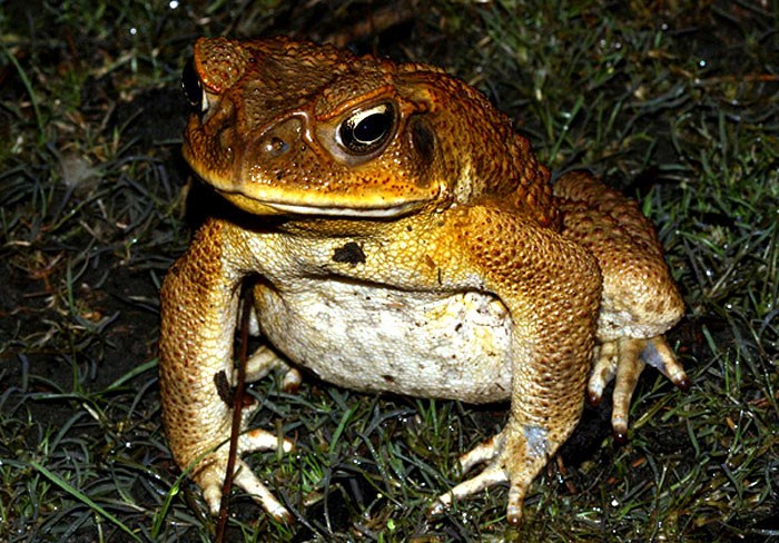 Toad Cane The Worlds Largest Toad Species