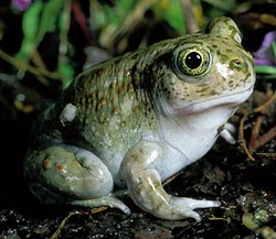 Toad is a very liberal animal images 1