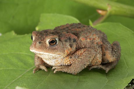 Picture 1 of Toads can predict earthquakes