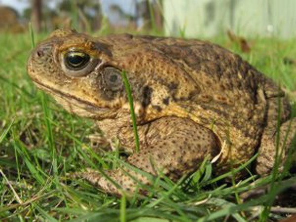 Picture 1 of Toads can treat prostate cancer