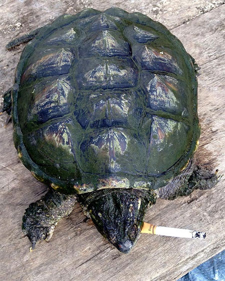 Picture 1 of Tobacco addicted turtle