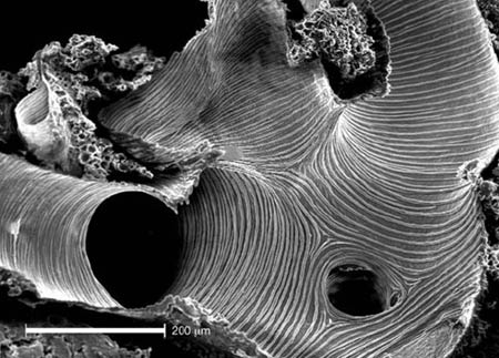 Picture 2 of Today's insects are small due to less oxygen