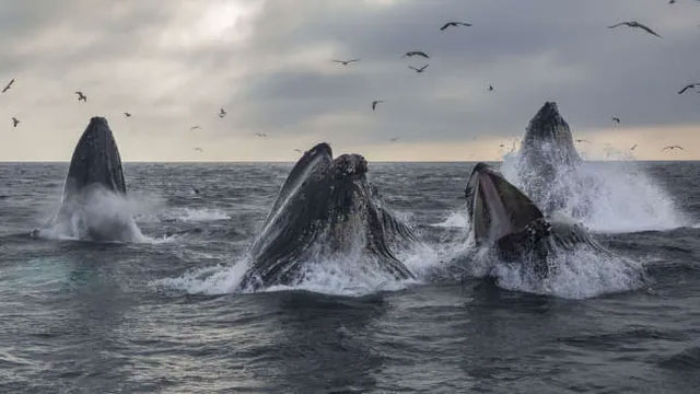Picture 1 of Today's whales migrate with the same path their ancestors lived 270,000 years ago!