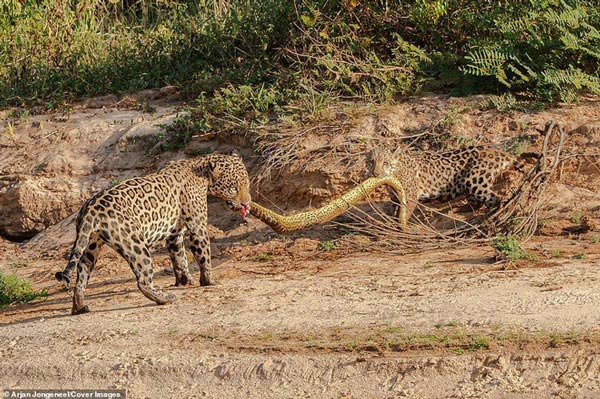 Picture 5 of Together with an anaconda 4.8m long across the river, when you go to the shore, you have to act.