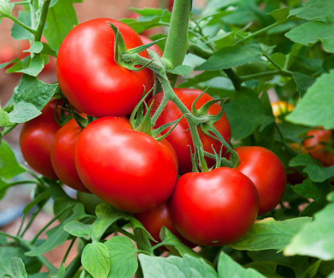 Picture 2 of Tomatoes are fruits or vegetables?  Many questions sometimes cause a lot of controversy