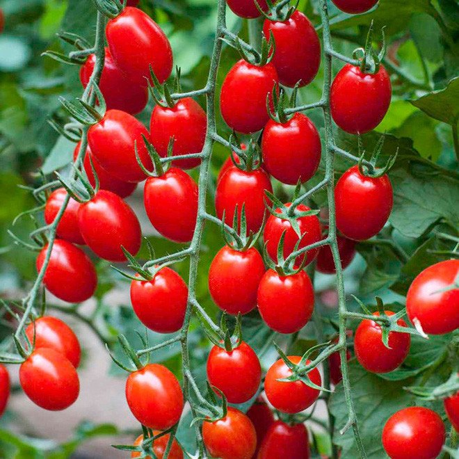 Picture 3 of Tomatoes are fruits or vegetables?  Many questions sometimes cause a lot of controversy