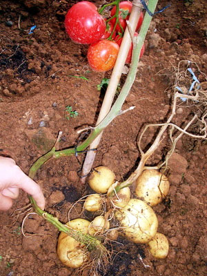 Picture 1 of Tomatoes, potatoes '2 in 1'